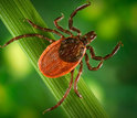 Ecological variables and tick-borne diseases are among the new grant topics.